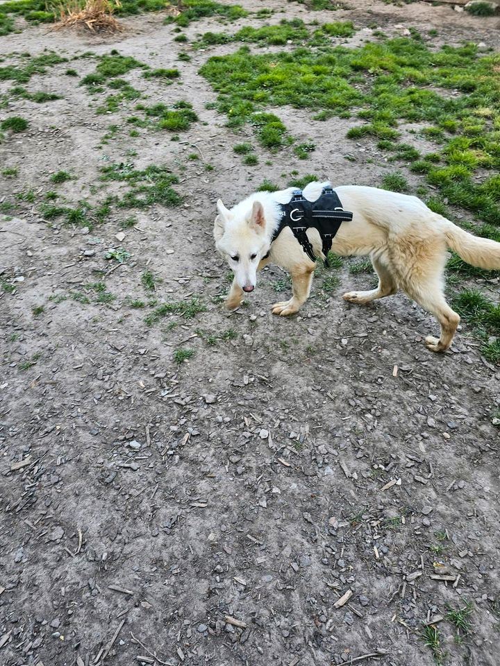 Pablo, 8 Monate junger weißer Schäferhund sucht Dich in Erwitte