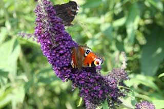 Schmetterlingsflieder Sommerflieder violett Buddleja davidii in Liebenau