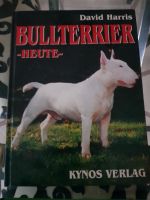 Bullterrier heute Niedersachsen - Eicklingen Vorschau