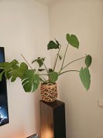 Fensterblatt  Monstera deliciosa, Zimmerpflanze, Pflanze München - Trudering-Riem Vorschau