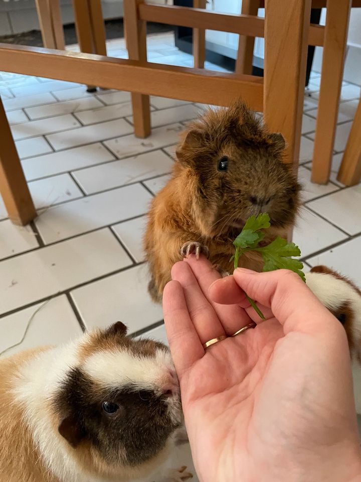 Drei Meerschweine suchen ein neues Zuhause in Berlin