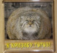 Magnet Katze Manul Pallaskatze Hessen - Egelsbach Vorschau