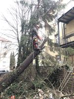 Sturmholz, Windwurf, Windbruch, Schneebruch Beseitigung Dresden - Innere Altstadt Vorschau