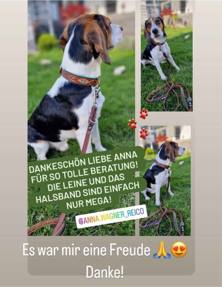 Hunde Halsbänder und Leinen in Argenthal