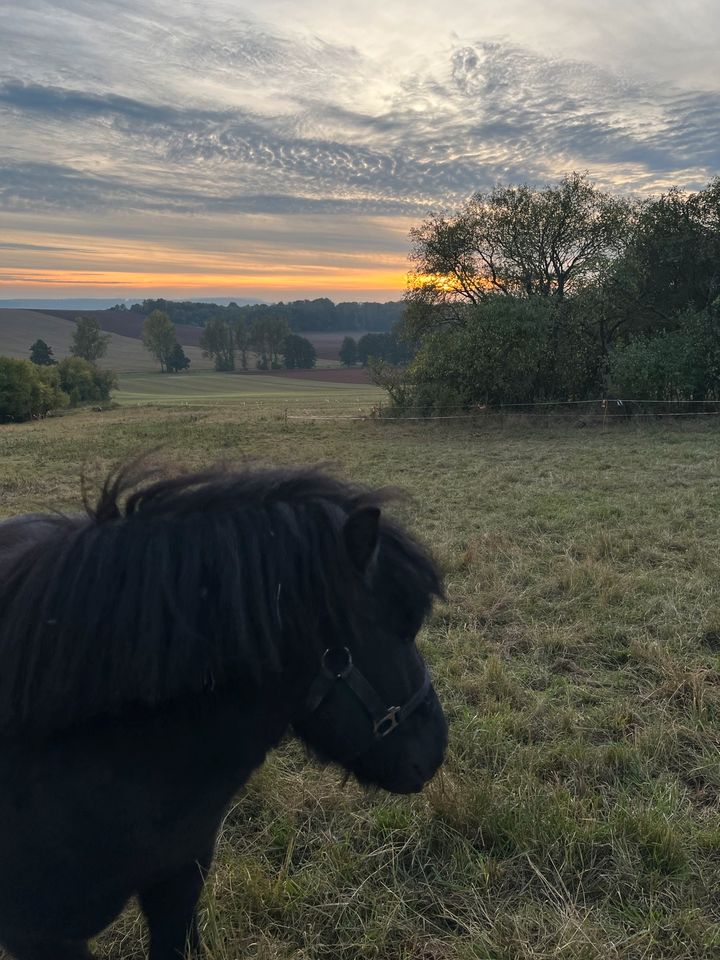 Shetlandpony in Hohenstein bei Nordhausen