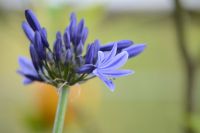 - Schmucklilie - Agapanthus (Agapanthe) Lola - dunkelblau Niedersachsen - Cremlingen Vorschau