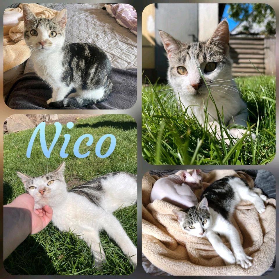 Kater, Kitten, Katzenbaby, EKH ❤️ Nico ❤️ in Jessen (Elster)