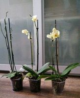 3 Orchideen in gute Hände zu verkaufen Niedersachsen - Peine Vorschau