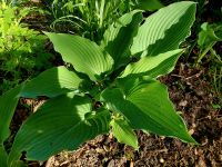 Hosta - Funkien Bayern - Aschaffenburg Vorschau