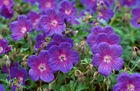 gr Töpfe Pracht-Storchenschnabel /geranium grandiflorum Niedersachsen - Appel Vorschau