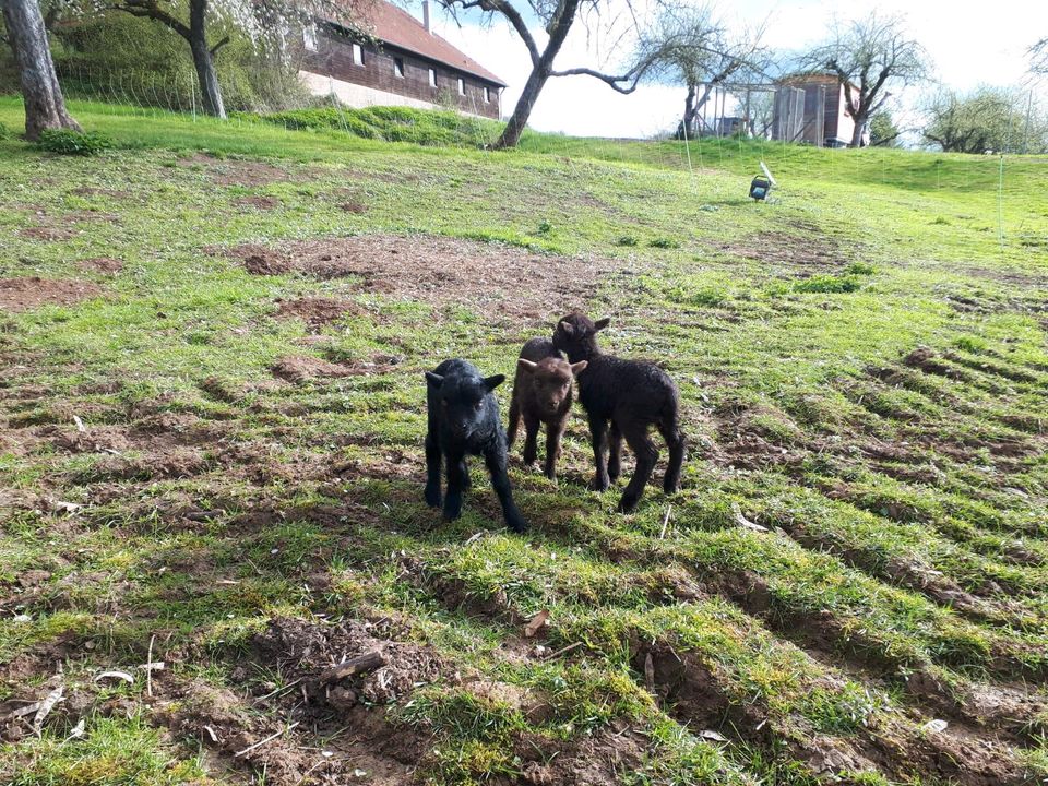 Quessant Bock oder Bockherde in Reichenbach an der Fils