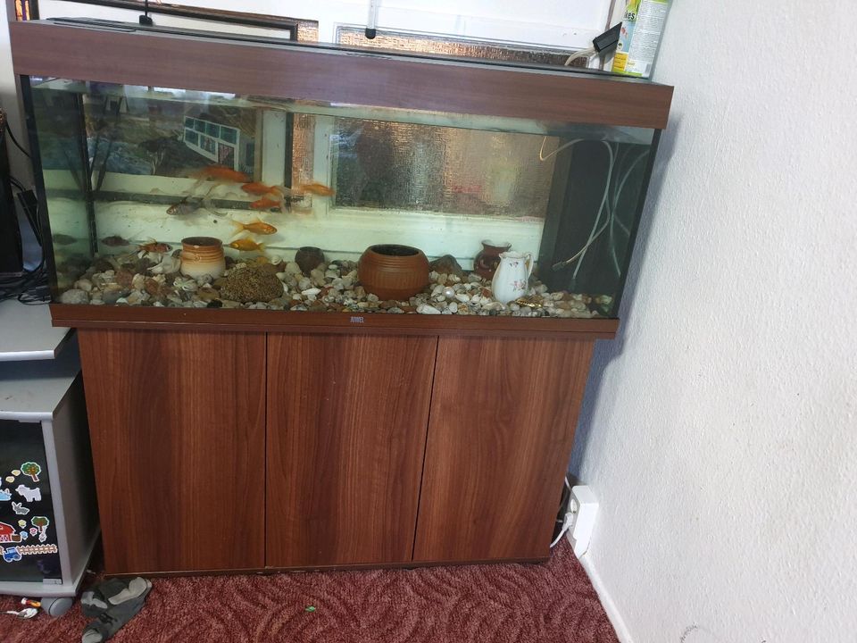 11 Fische mit Aquarium für ein günstige Preis in Potsdam