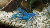 Blauer Floridakrebs - Procambarus alleni (ENZ) Bayern - Jetzendorf Vorschau