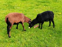 Kamerunschaf Böcke Schafe Sachsen - Dommitzsch Vorschau