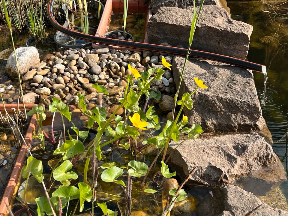 Sumpfdotterblume, Teich, Wasserpflanze in Roxheim