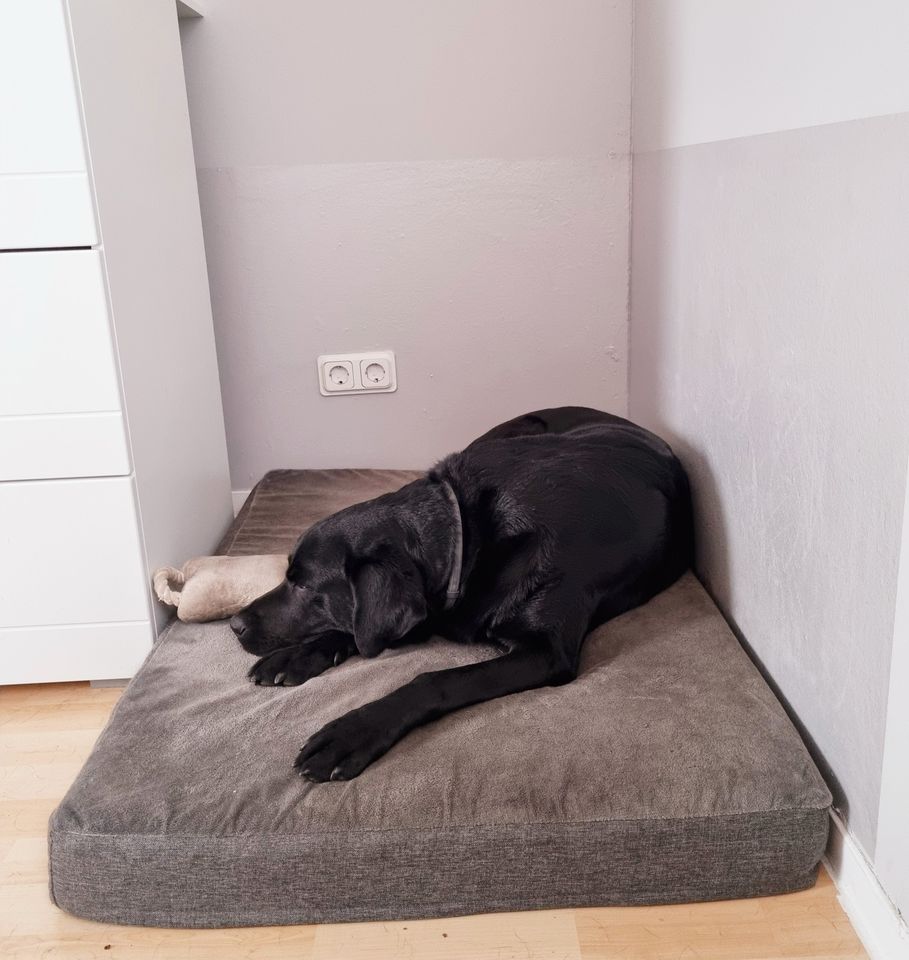 Labrador Retriever in Berlin