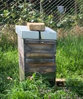 Bienenvolk Ableger auf Warré Brandenburg - Dahme/Mark Vorschau