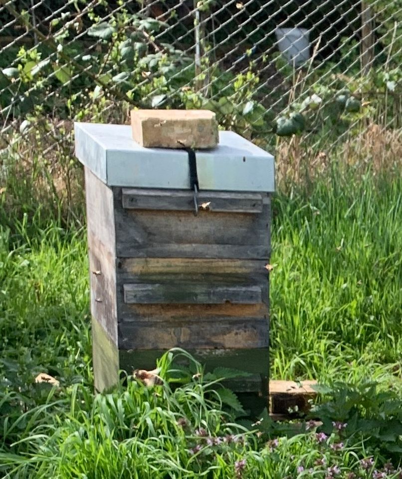 Bienenvolk Ableger auf Warré in Dahme/Mark