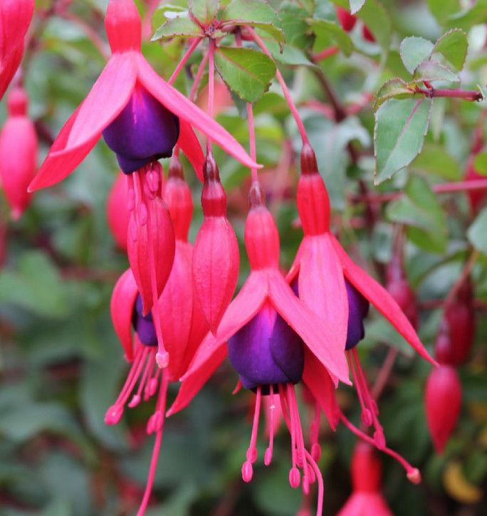 Fuchsie M. Popple - Fuchsia magellanica in Bad Zwischenahn