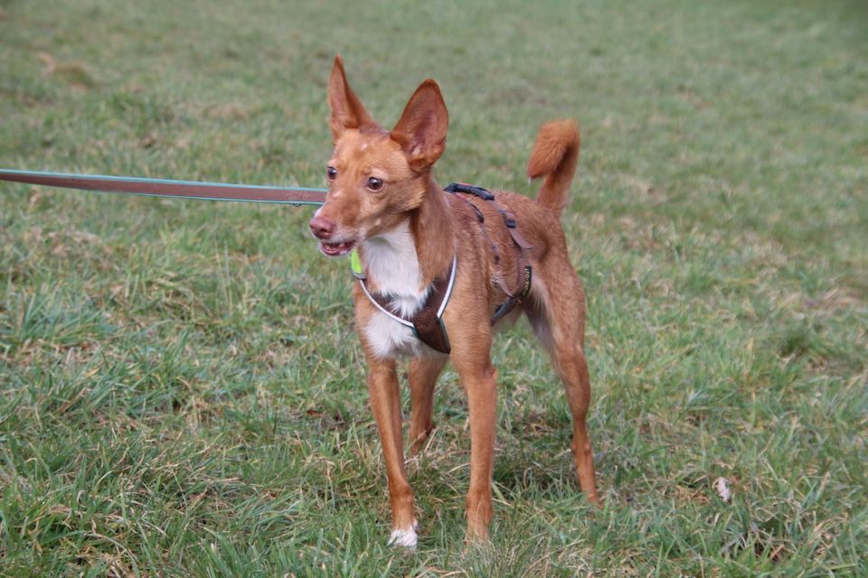 Stanley süßer Podenco in Neunkirchen