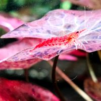 Roter Tigerlotus Wasserpflanze für Aquarium Baden-Württemberg - Mössingen Vorschau