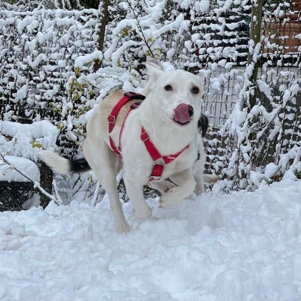 Bezaubernde kleine Elly - Familienhund in Schliersee