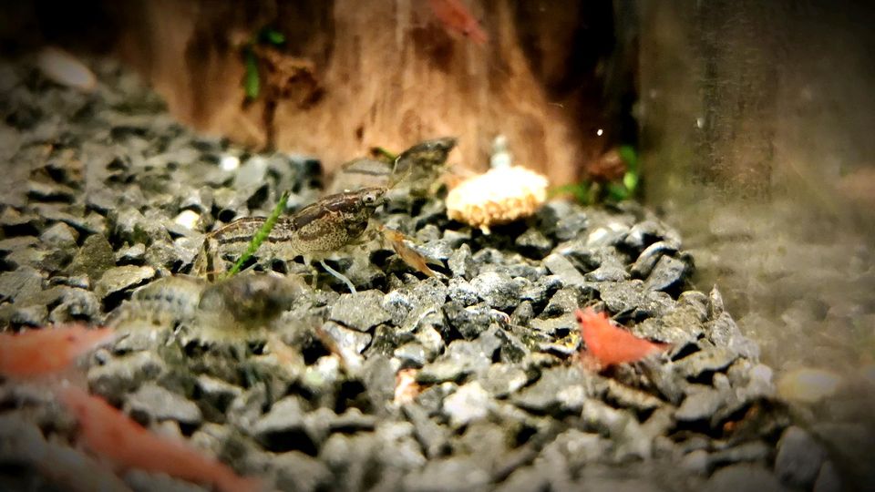 ❗Cambarellus Diminutus kleinster Zwergkrebs für Nano Aquarium❗ in Oberhausen