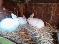 Weiße Neuseeländer Kaninchen Thüringen - Dachwig Vorschau