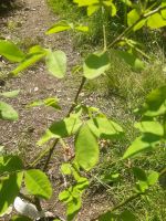 Goldregen Strauchform Laburnum anagyroides Nordrhein-Westfalen - Simmerath Vorschau