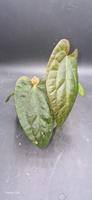 Anthurium Dorayaki  x Black velvet Rheinland-Pfalz - Bescheid bei Hermeskeil Vorschau