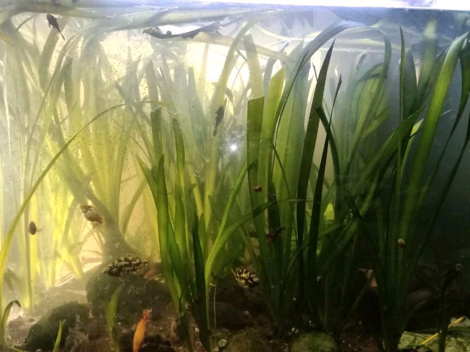 Aquarium Pflanze Vallisneria Gigantea in Leimersheim