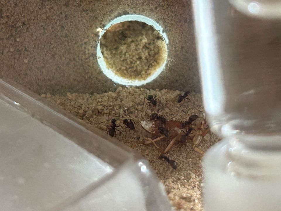 Ameisenfarm: Formicarium inkl. Nest und Lasius Niger Kolonie in Wolfsburg