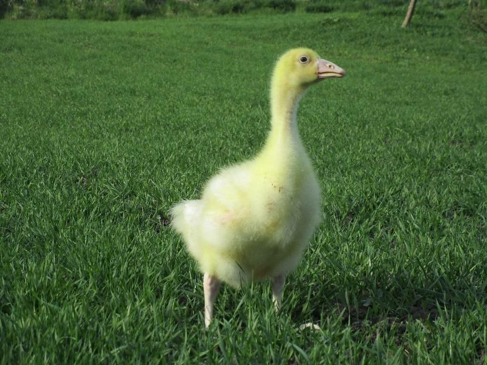 Gänse, Gänseverkauf in Straußfurt