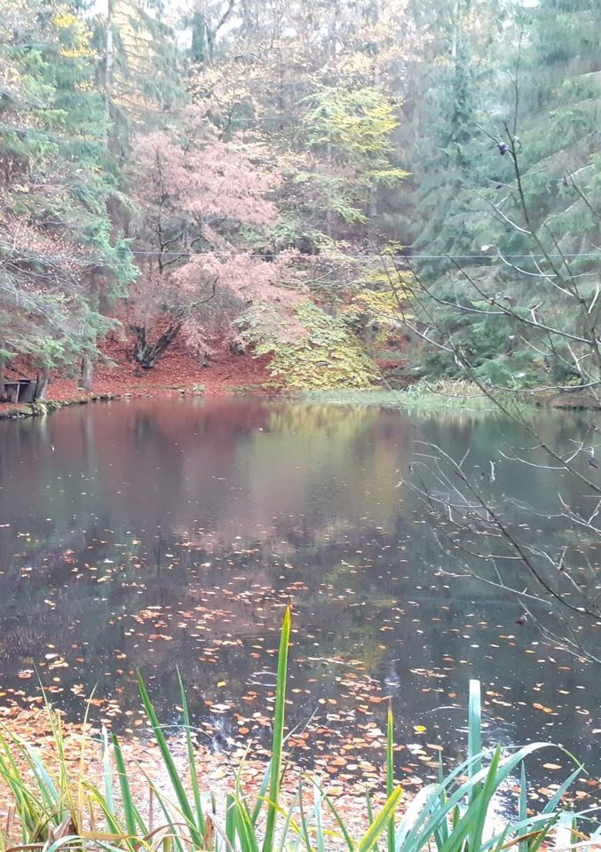 Teich - Angelteich - Fischteich - Waldgrundstück - Idylle in Bad Hersfeld