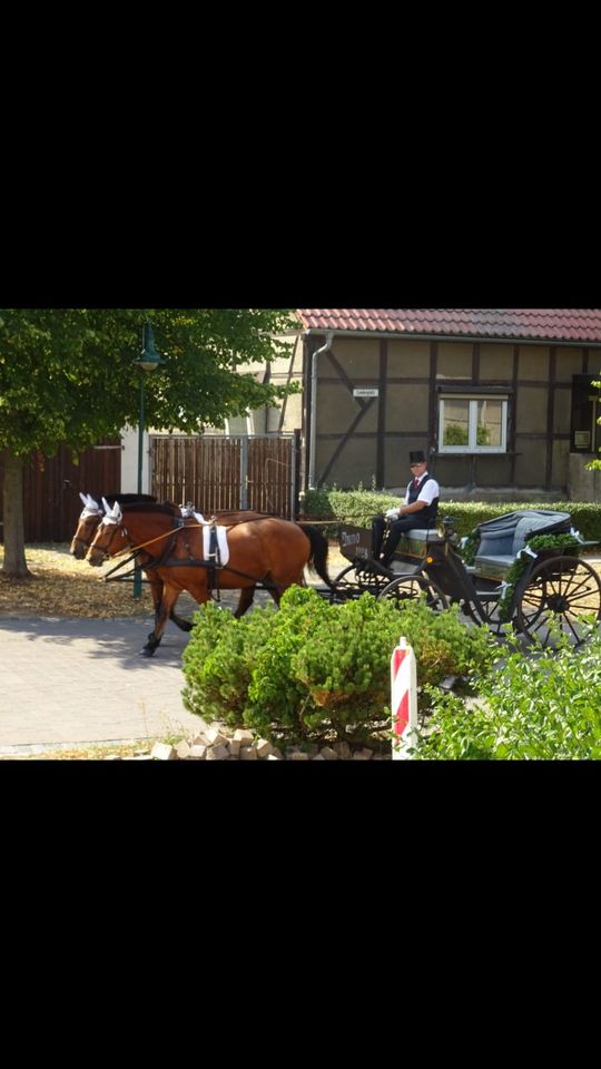 Hochzeitskutsche,  Planwagenfahrt, Kutschfahrt in Flechtingen