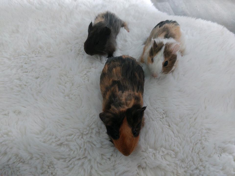 3 männliche Meerschweinchenbabys 9 Wochen alt in Weilheim an der Teck