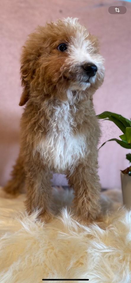 Goldendoodle X Goldendoodle Welpen Pudel Golden Retriever in Westfehmarn