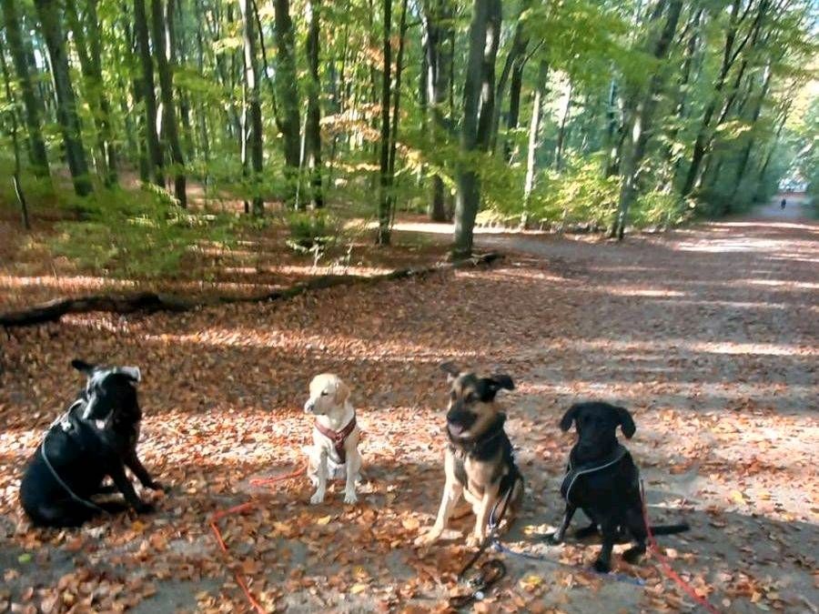 Gassi-Service, Gassiservice, Dogwalker, Hundebetreuung in Hamburg