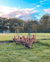 Bielefelder Kennhuhn Bruteier Nordrhein-Westfalen - Hövelhof Vorschau