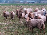 Toggenburger Ziegenbock Schleswig-Holstein - Hörup Vorschau