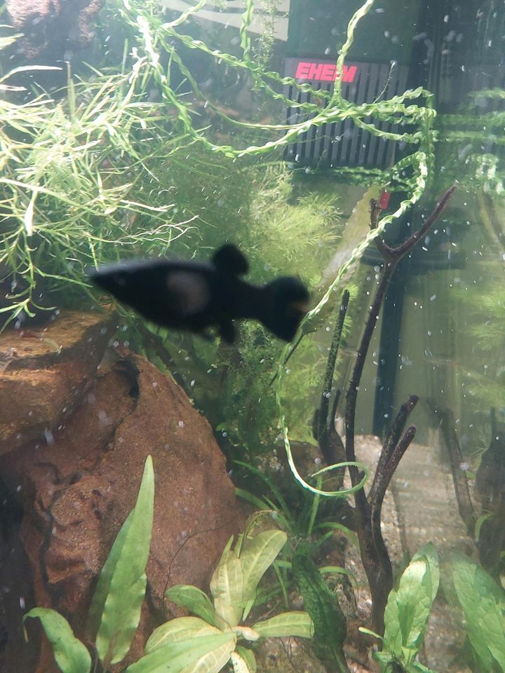Black Molly Nachwuchs Fische Aquariumfische Aquarium in Coesfeld