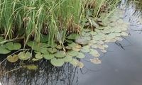 Kleinblättrige Seerose Wasserpflanze Teich Bayern - Denkendorf Vorschau