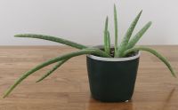 Aloe Vera mit Übertopf "Life" 43 cm Frankfurt am Main - Nordend Vorschau