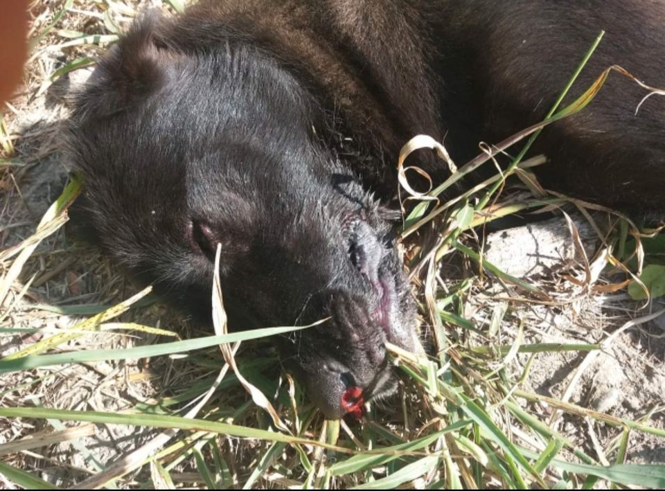 40 Warndreiecke 29 Warnwesten ❣Tierschutz ❣ in Maxhütte-Haidhof