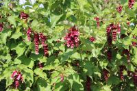 Unsere Letzten:  Karamellstrauch / Schöne Leycesteria Niedersachsen - Börßum Vorschau