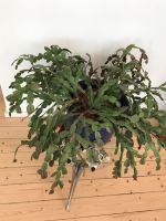 Zimmer Pflanzen  selber abholen Niedersachsen - Bovenden Vorschau