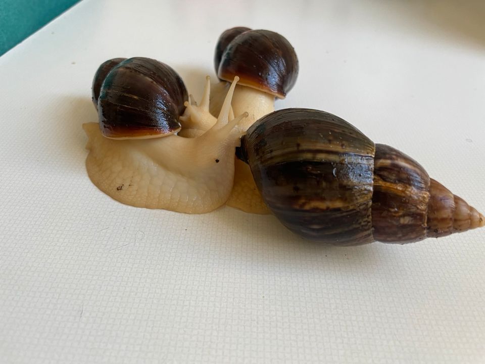 Achatschnecken in Berlin