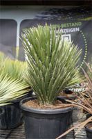 Yucca filifera Palmlilie Nordrhein-Westfalen - Oer-Erkenschwick Vorschau