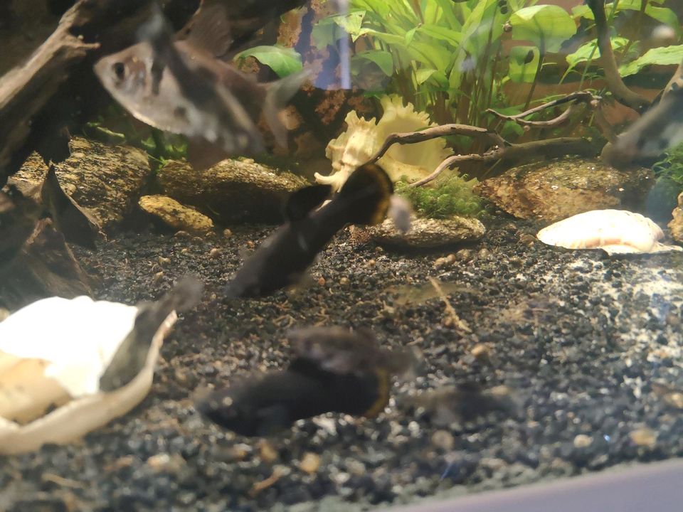 Black Molly Männchen und Weibchen Jungfische in Bad Salzuflen
