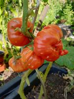 historische Tomaten Samen + 100 weitere Sorten aus meinem Garten Leipzig - Leipzig, Zentrum Vorschau